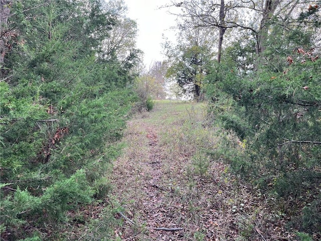 view of local wilderness