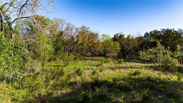 view of local wilderness