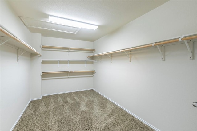 walk in closet featuring carpet floors