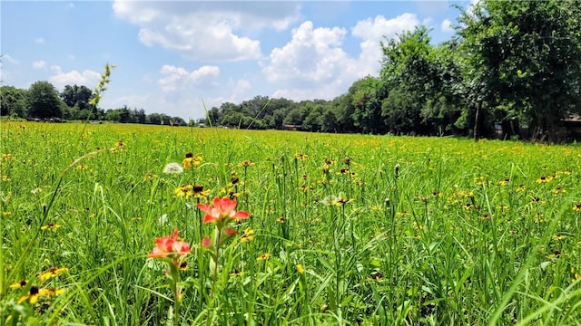 view of local wilderness with a rural view