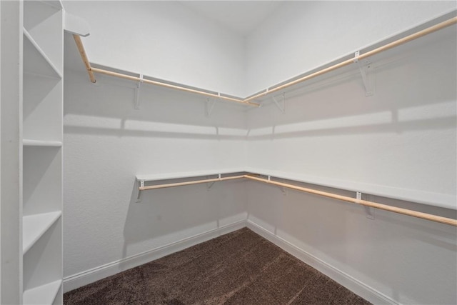 walk in closet with carpet flooring