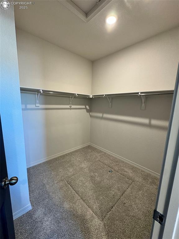 spacious closet featuring carpet flooring