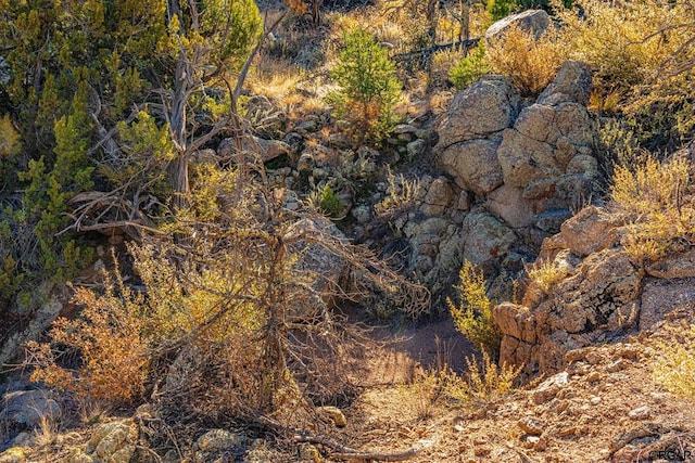 view of local wilderness