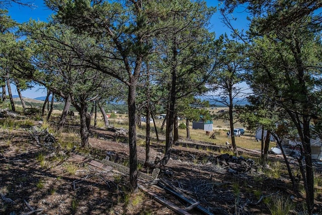 view of local wilderness