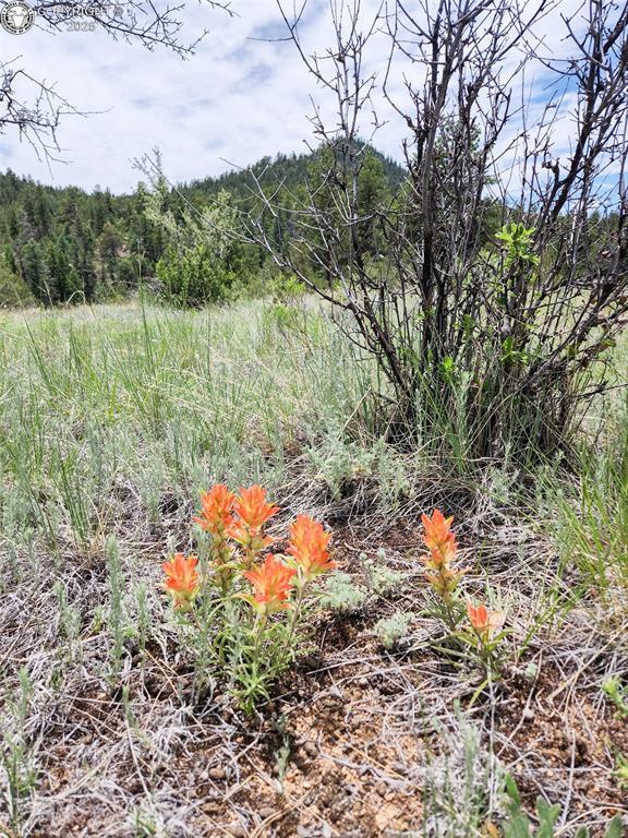427 Upper Aspen Trail Rd, Westcliffe, CO 81252 - photo 3
