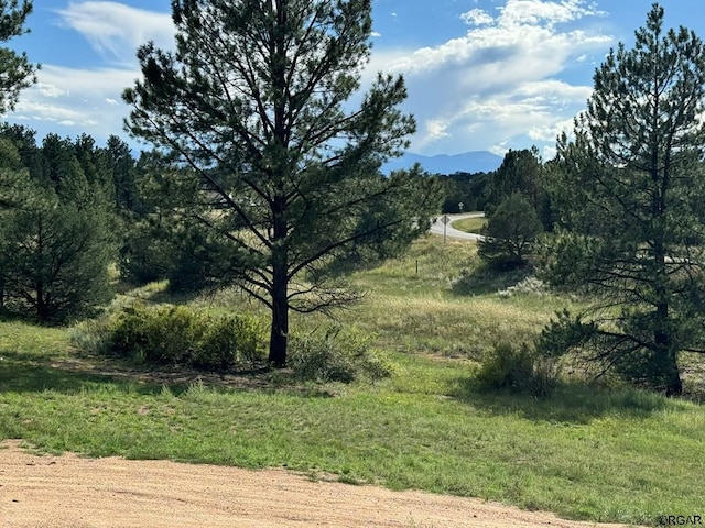 view of local wilderness