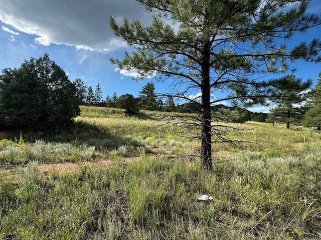 view of local wilderness