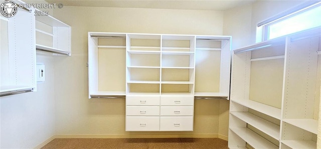 walk in closet featuring carpet floors