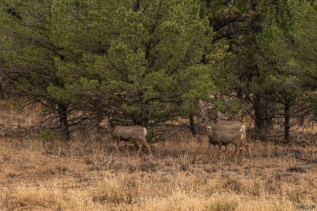 view of local wilderness