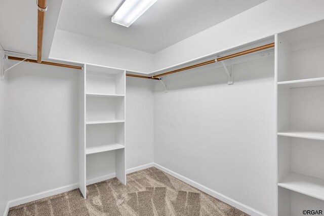 walk in closet featuring carpet floors