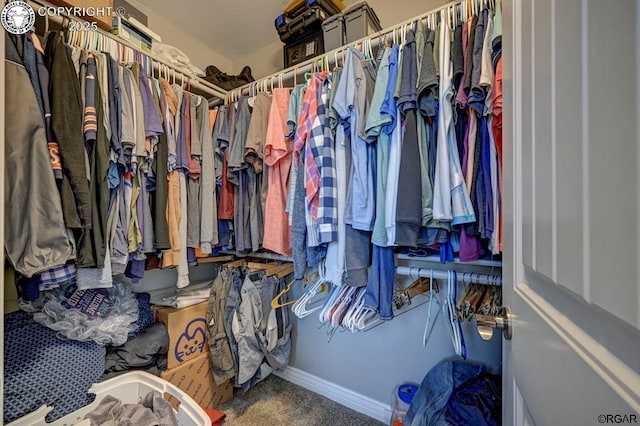 walk in closet featuring carpet flooring