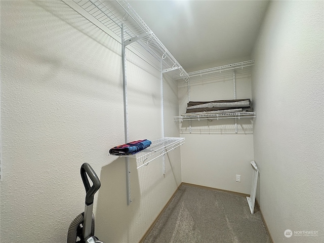 spacious closet featuring carpet flooring