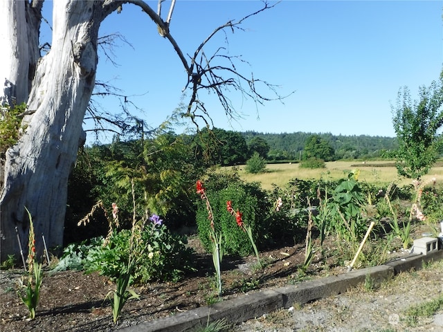 view of local wilderness with a rural view