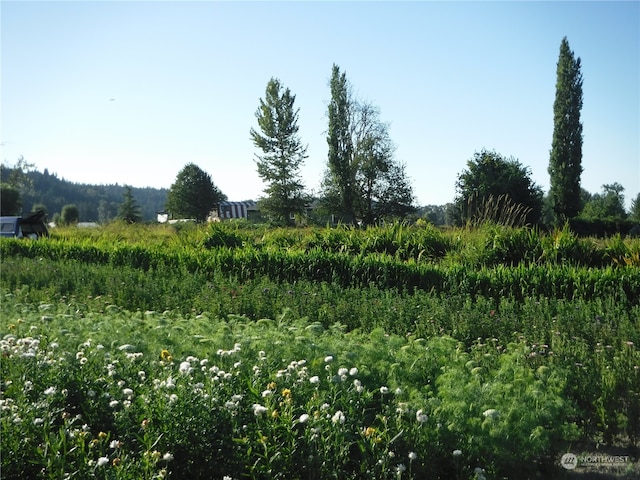 view of local wilderness