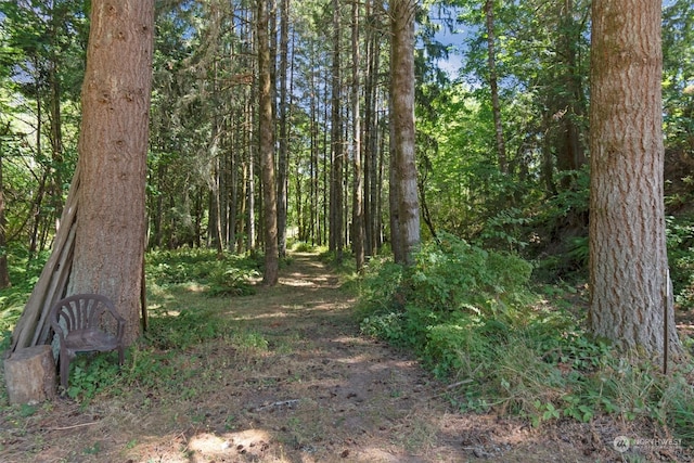 view of local wilderness