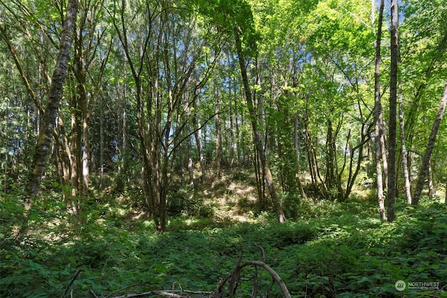 view of local wilderness