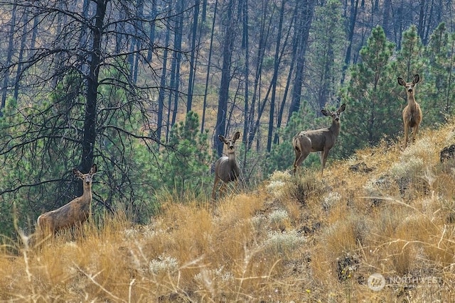 view of local wilderness