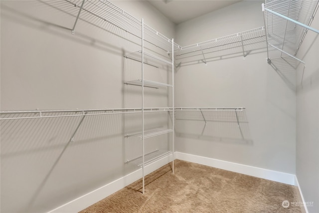 walk in closet with light carpet