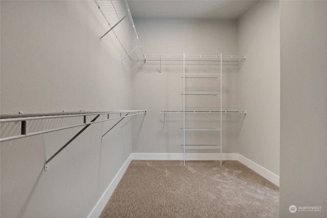 walk in closet featuring light colored carpet