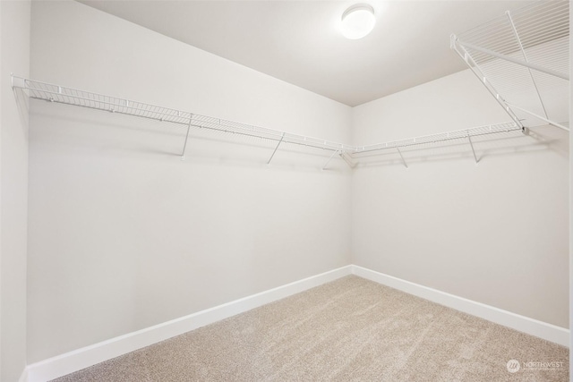 walk in closet featuring carpet