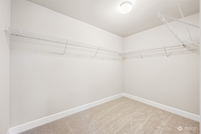 spacious closet featuring carpet flooring