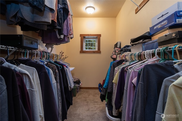 walk in closet featuring carpet flooring