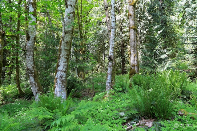 view of local wilderness