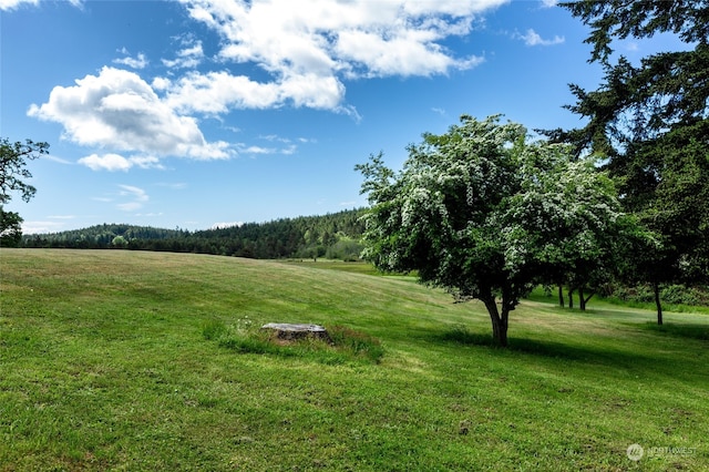 view of yard with a rural view and a view of trees