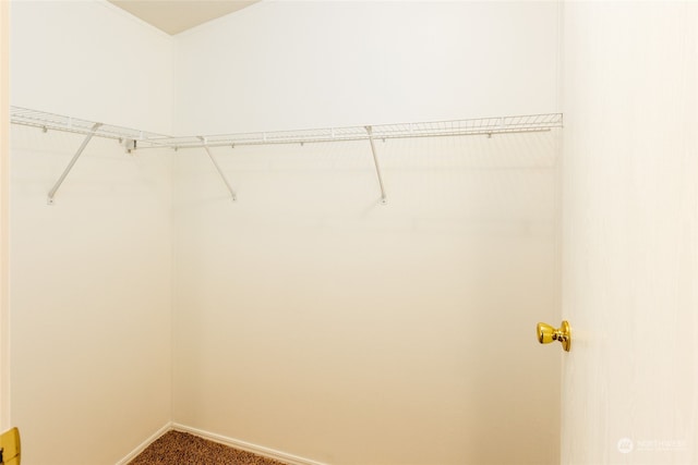 walk in closet featuring carpet flooring