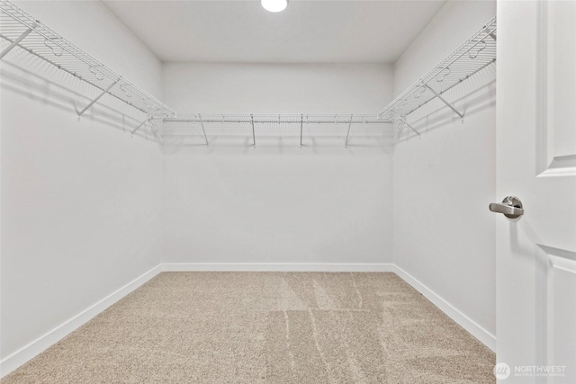 walk in closet featuring carpet flooring