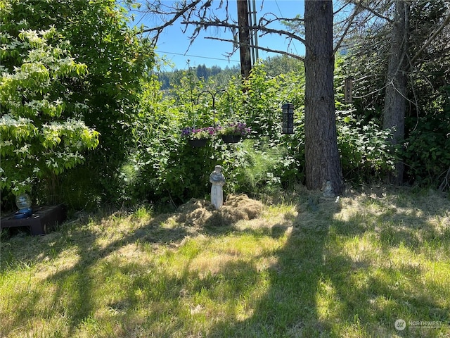 view of local wilderness