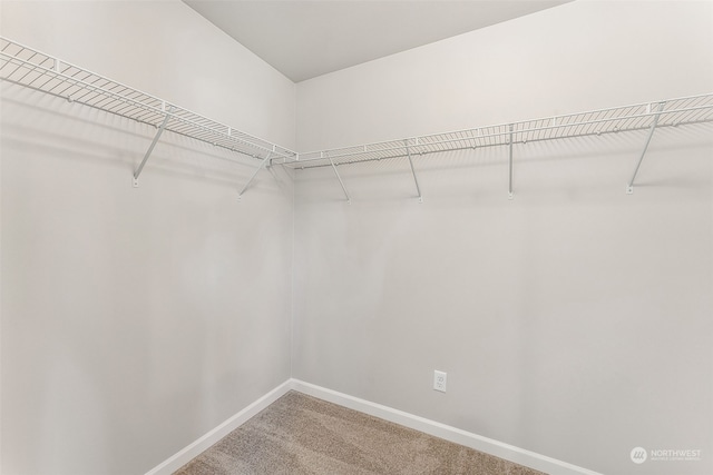 walk in closet with carpet floors