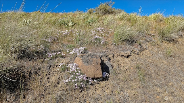 view of local wilderness