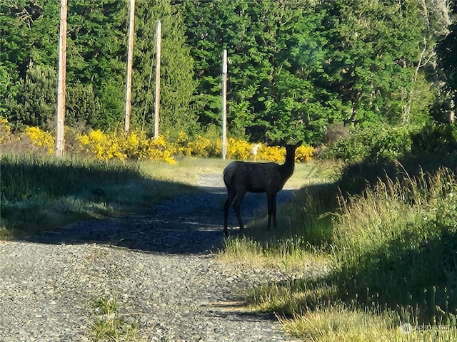 Listing photo 3 for 0 US Highway 12, Randle WA 98377