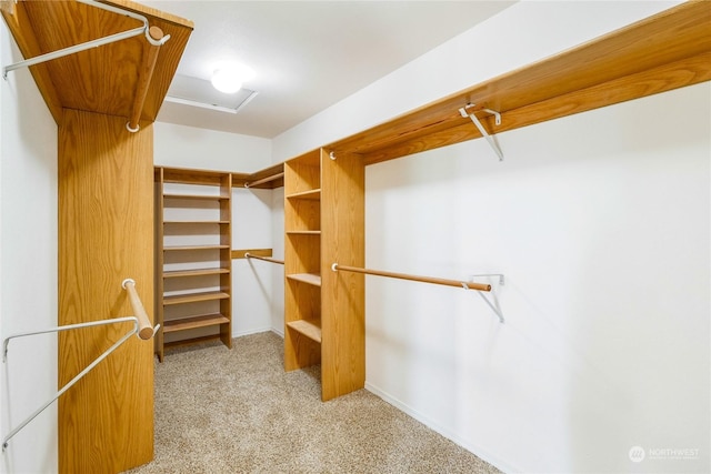 walk in closet with light colored carpet