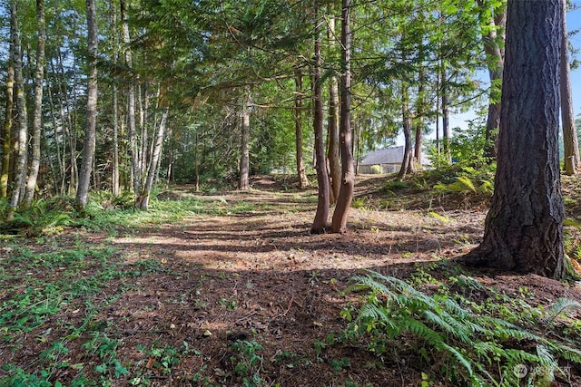 view of local wilderness