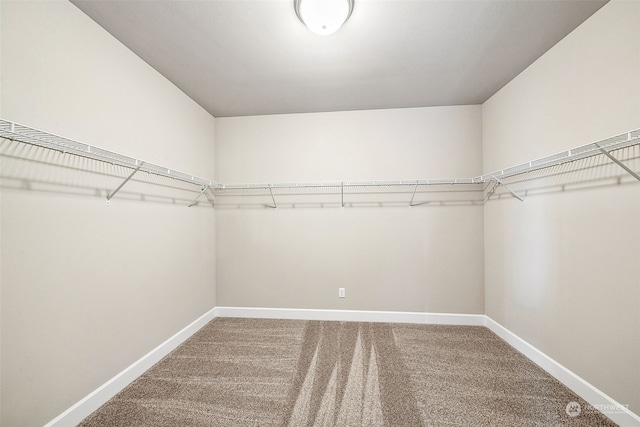 spacious closet featuring carpet