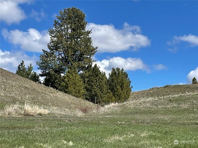 view of local wilderness