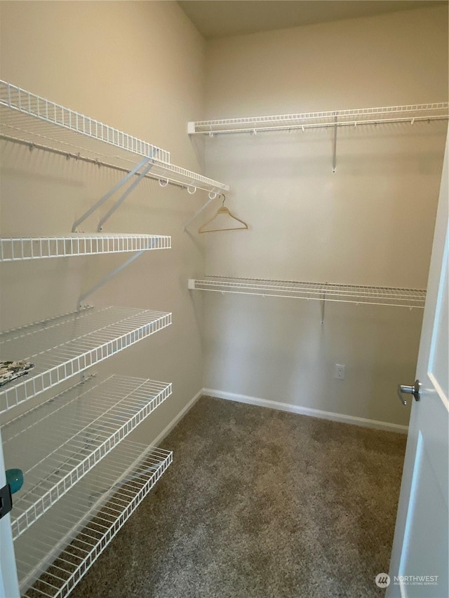 spacious closet featuring carpet floors