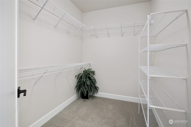 spacious closet featuring carpet flooring