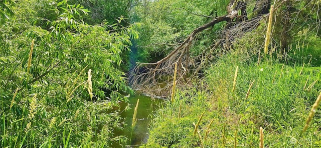 view of local wilderness