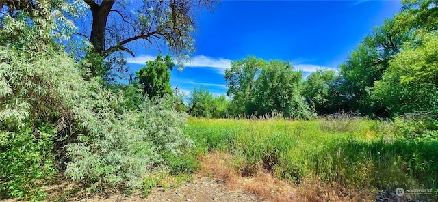 view of local wilderness