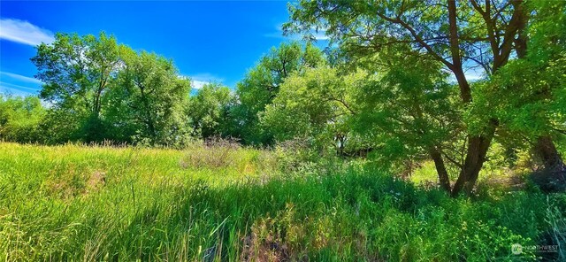 view of local wilderness