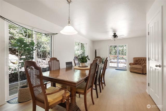 dining room with ceiling fan, a wealth of natural light, and light hardwood / wood-style flooring