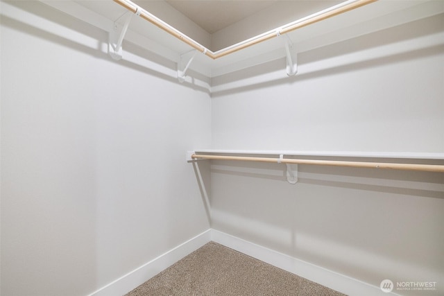 walk in closet featuring carpet floors