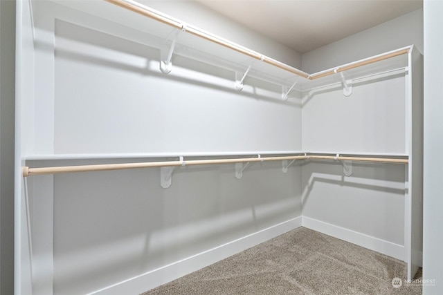 spacious closet with carpet floors