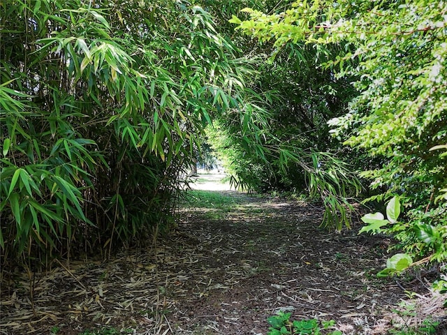 view of local wilderness