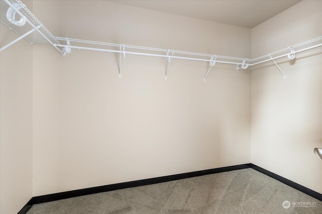 spacious closet featuring carpet floors