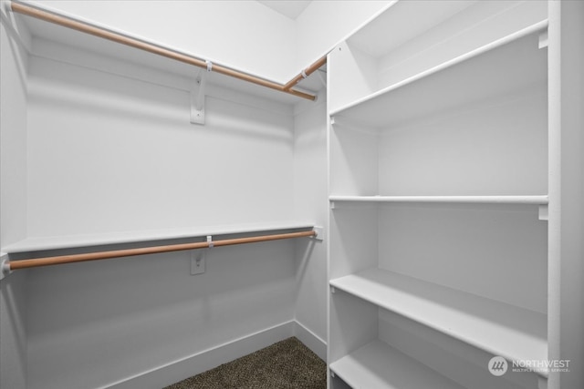 walk in closet with carpet floors