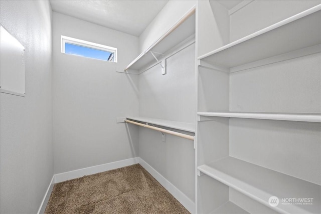 walk in closet with carpet flooring